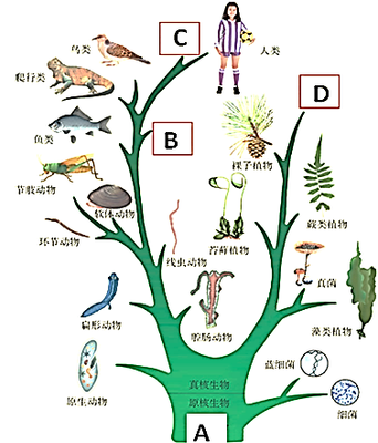 生物進(jìn)化樹 揭示生命演變的壯麗歷程